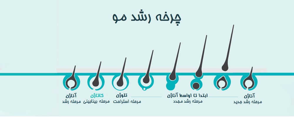 مراحل رشد مو