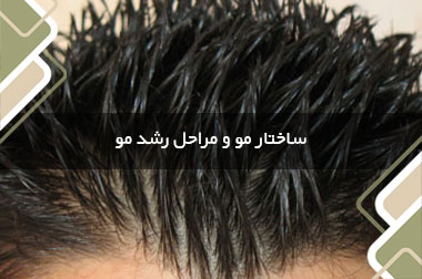 ساختار مو و مراحل رشد مو